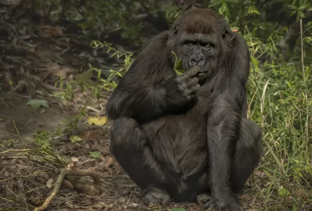 closeup-shot-gorilla-sniffing-its-finger-while-sitting-with-blurred-background-qkwerw8ewew285a3wn6wrdlngjtdt91gjm9q4wo2gs