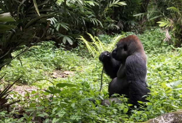 lonely-big-gorilla-qkwerfbbhe8wf5yonfvmihvcrm4ryp6ahaizhxd5ks