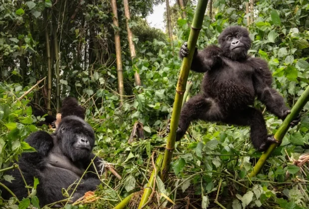 mountain-gorillas-gorilla-beringei-beringei-qkwerqldreocahiatkr5cf0vw8l6j2f2iuct98wfi4